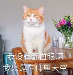  表情包这座城多了个高兴的人