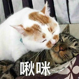 奇怪的知识猫表情包求解