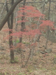  不到本溪不识枫关山归来不看枫关门山国家森林公园枫叶观赏记