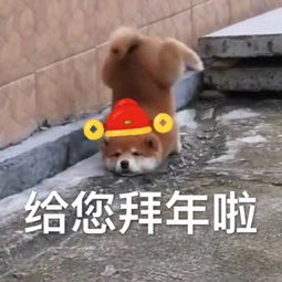  给您拜年啦表情包