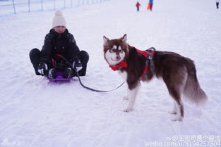  国民老公太会玩王思聪让爱犬拉雪橇