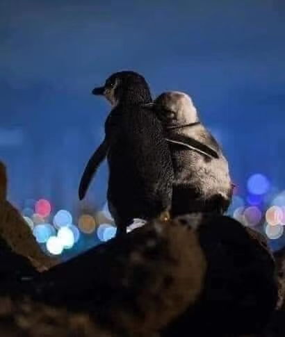  两只每天都要抱抱的