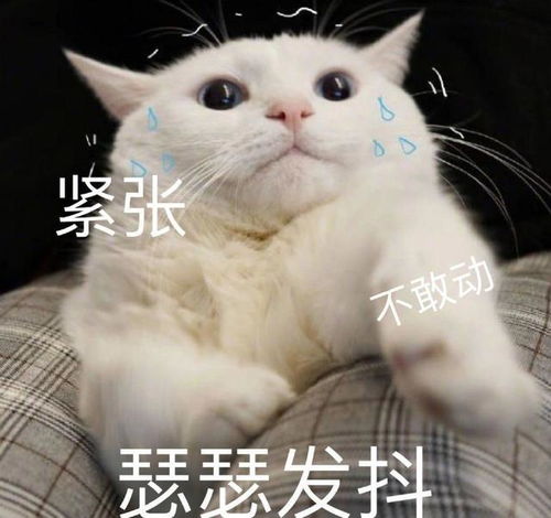  可爱猫猫的表情包
