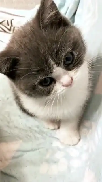  萌宠小猫咪好可爱啊,特别是它的这副表情,简直呆萌极了