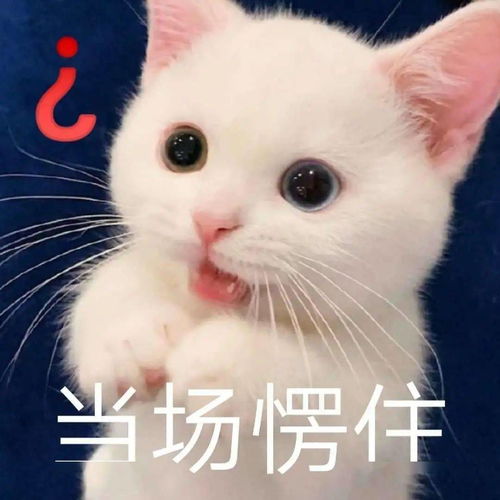 你说的这是人话吗