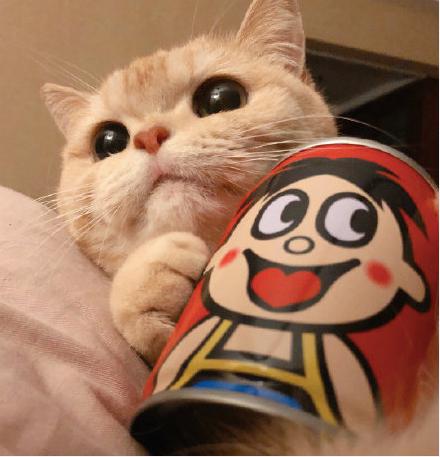  520橘猫情侣头像听说有人很喜欢这组情头安排