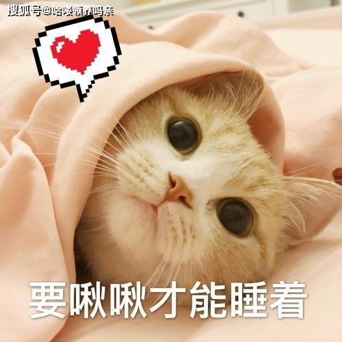  假如人类突然消失,猫和狗谁能活到最后猫你真当我只会卖萌