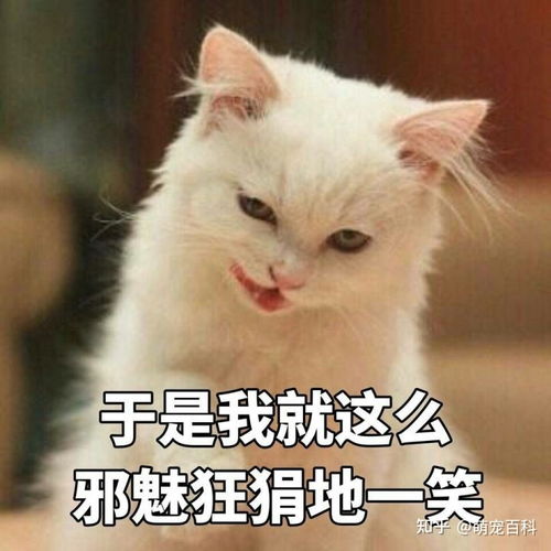  几种常见猫咪的市场价,不要买贵了