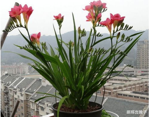  这种花看着像野草,但开放之后很艳丽,也有着漂亮的名字