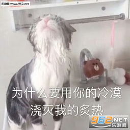  事业爱情我图片人家怕怕表情包下载乐游网游戏下载