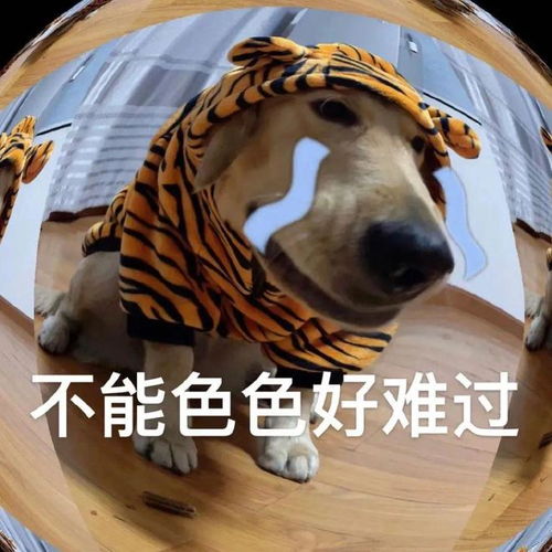  大脸金毛表情包
