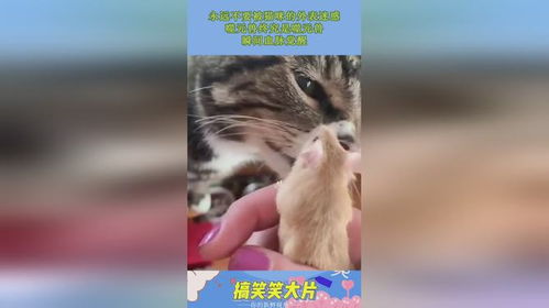  永远不要被猫咪的外表迷惑,噬元兽终究是噬元兽,瞬间血脉觉醒