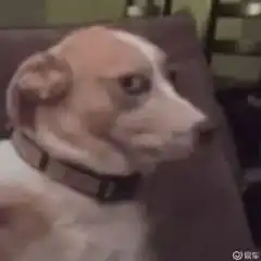 狗东西表情包沙雕