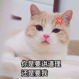  许富翔冷战陈意涵,张恒冷暴力郑爽,张智霖袁咏仪教你什么是爱