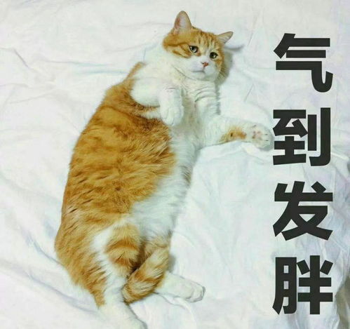  新手养猫,养公猫好还是养母猫好