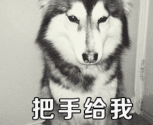  萌宠表情包i光天化日之下竟然撒狗粮