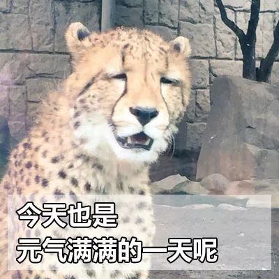 p表情包