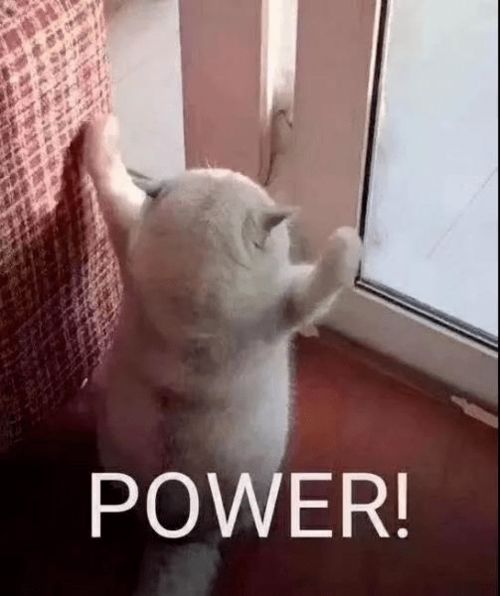 vibing猫表情包搞笑