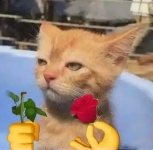  表情包丨敲可爱猫咪表情包