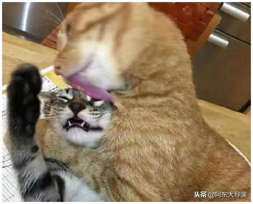  女子买了一只橘猫,回家后听到猫咪惨叫,走到客厅一看,不淡定了