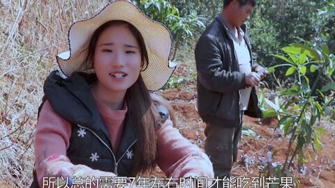  广西果农承包100亩山地种果,村民拿包免费摘,看看到底什么情况