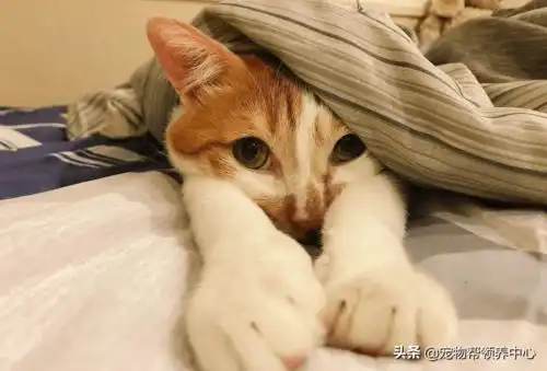 猫的表情包男生专用橘猫