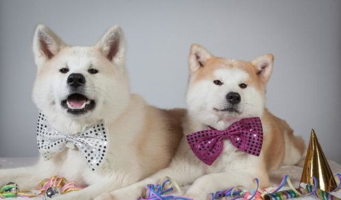 表情包是秋田还是柴犬养