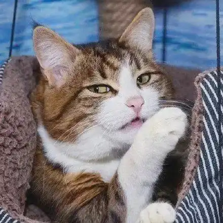  不过是一只小猫咪,怎么能做出那么丰富的表情