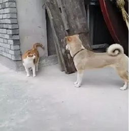  橘猫偶遇小土狗,下一秒就碰瓷倒地