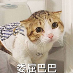  猫趴是什么