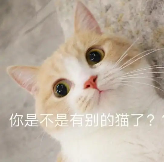  猫咪这些部位碰不得,让碰说明你对它很重要