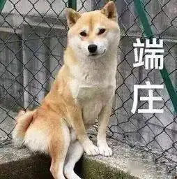  5月1日起,遛狗不栓绳,违法济南养犬新规草案遗弃犬只罚2000元