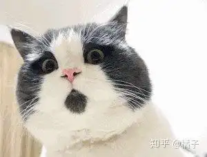  要养短腿猫这些事你一定要知道
