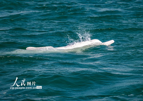  广西钦州中华白海豚逐浪三娘湾