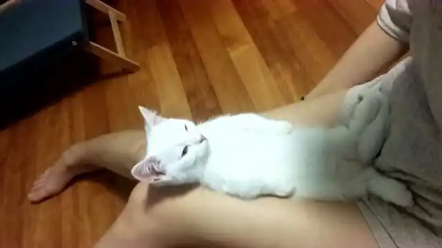  小猫咪眼睛盯着女主人看,用眼神告诉主人摸摸它,表情太可爱了