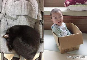  2岁孩子埋头狂闻黑猫味,吸完还露出满足表情傻笑把家人笑坏