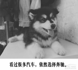  当全能男神遇上后会无期奔驰e级看风景