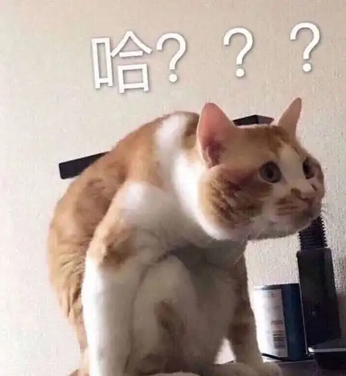  在最热猫咪表情包大合集速收