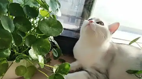  两年前撒泼打滚买猫遭太后拒绝,两年后,我妈真香真好玩,快给苏苏买点吃的哔哩哔哩bilibili