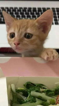  那些执着到笑喷的吃货隔着屏幕都能感受到的怨念