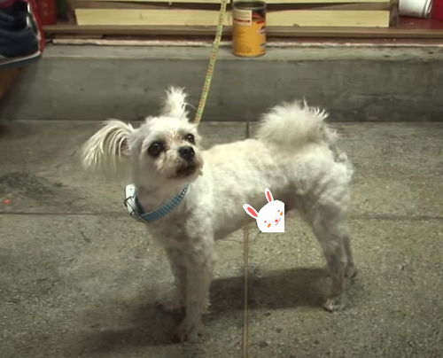  狗狗想跟女子的爱犬谈恋爱,却屡次被拒之门外,狗子我们太难了