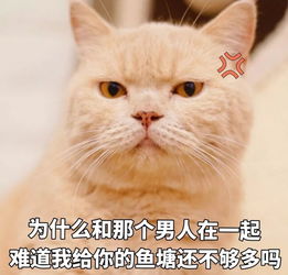  喵星人给你丢了个表情包你算哪块小饼干