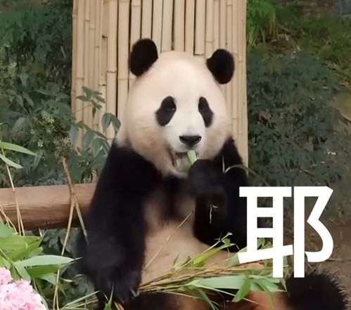  中国特派最萌外交官回国大熊猫外交的历史,远比你想象中长