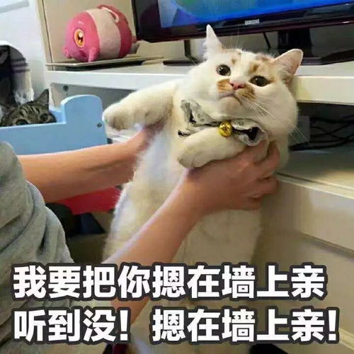  表情包我要把你摁在墙上亲,听到没