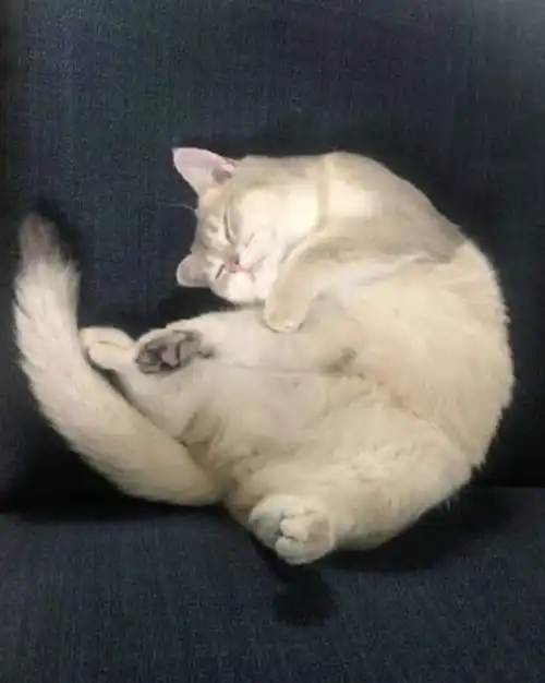  遇见骗子猫,我反手就是一个反诈中心app