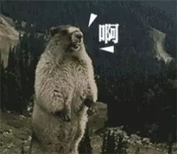 土拨鼠狂叫的表情包表情