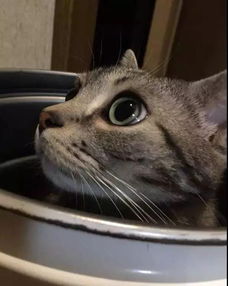  一堆怪癖猫排行,真是超稀奇,超沙雕