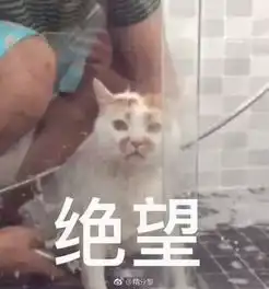  你连表情包里猫的名字都不知道,还敢说爱猫