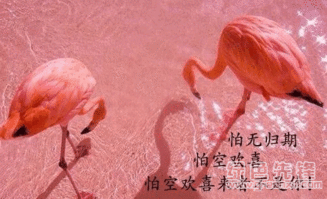  七夕那些土味情话表情超腻歪土味情话表情素材包无水印版软件下载