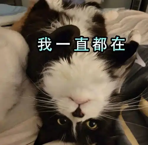  爱猫的兔子用我的全部生命照亮你